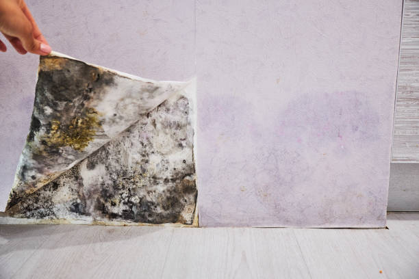 Attic Mold Removal in Fairburn, GA